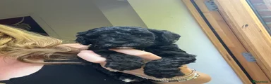 Cockapoo 2