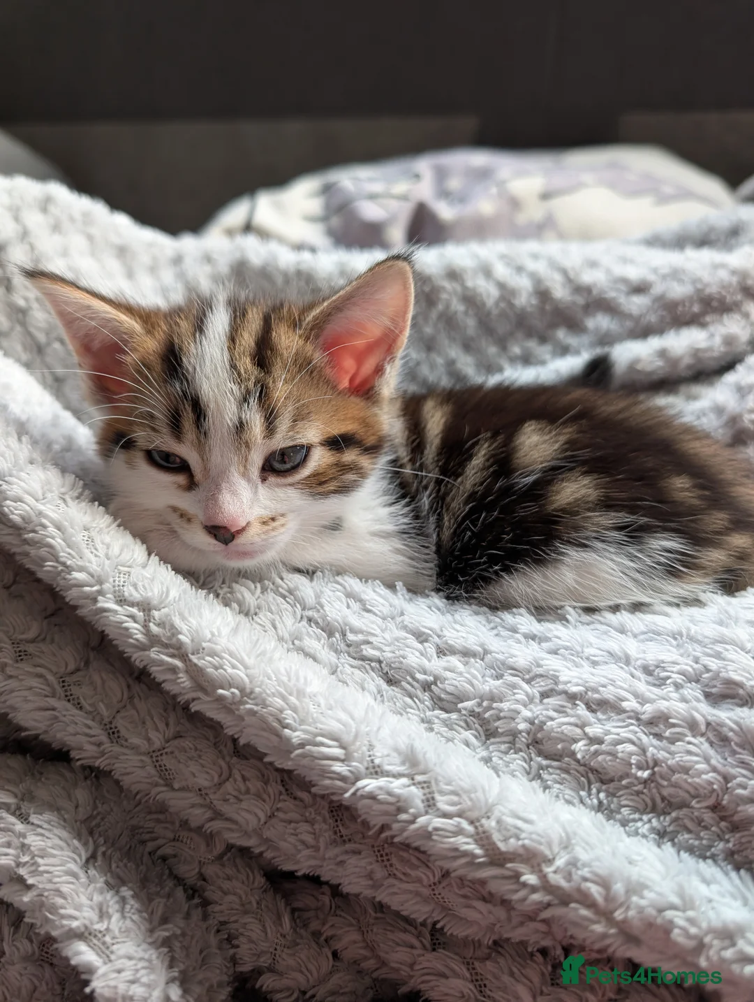 Mixed Breed cats for sale: Beautiful kittens  in Southampton - Advert 20