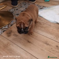 English Bulldog dogs - Advert 7