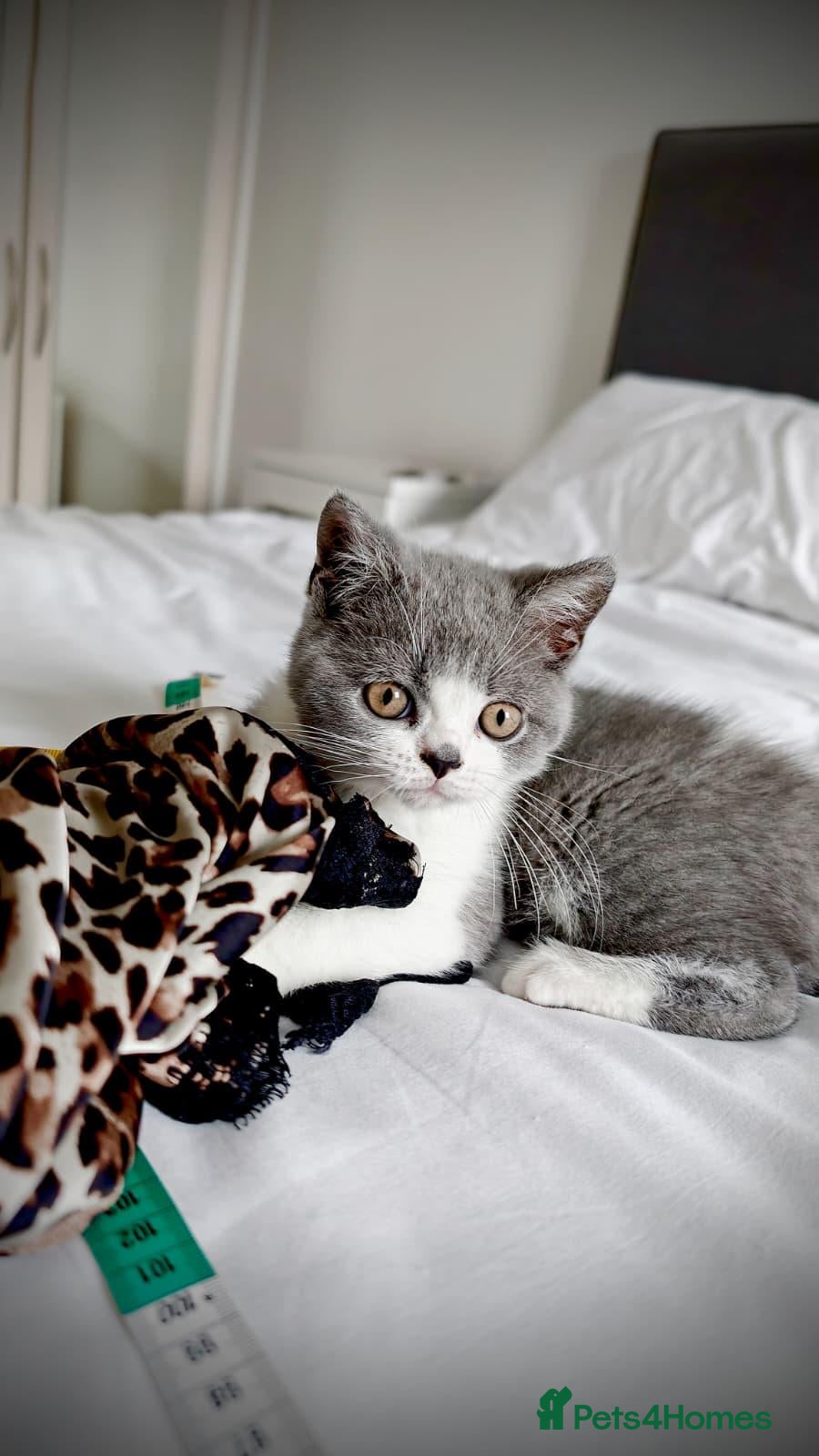 British Shorthair cats Adorably Sweet British Shorthair Kitten - Advert 5