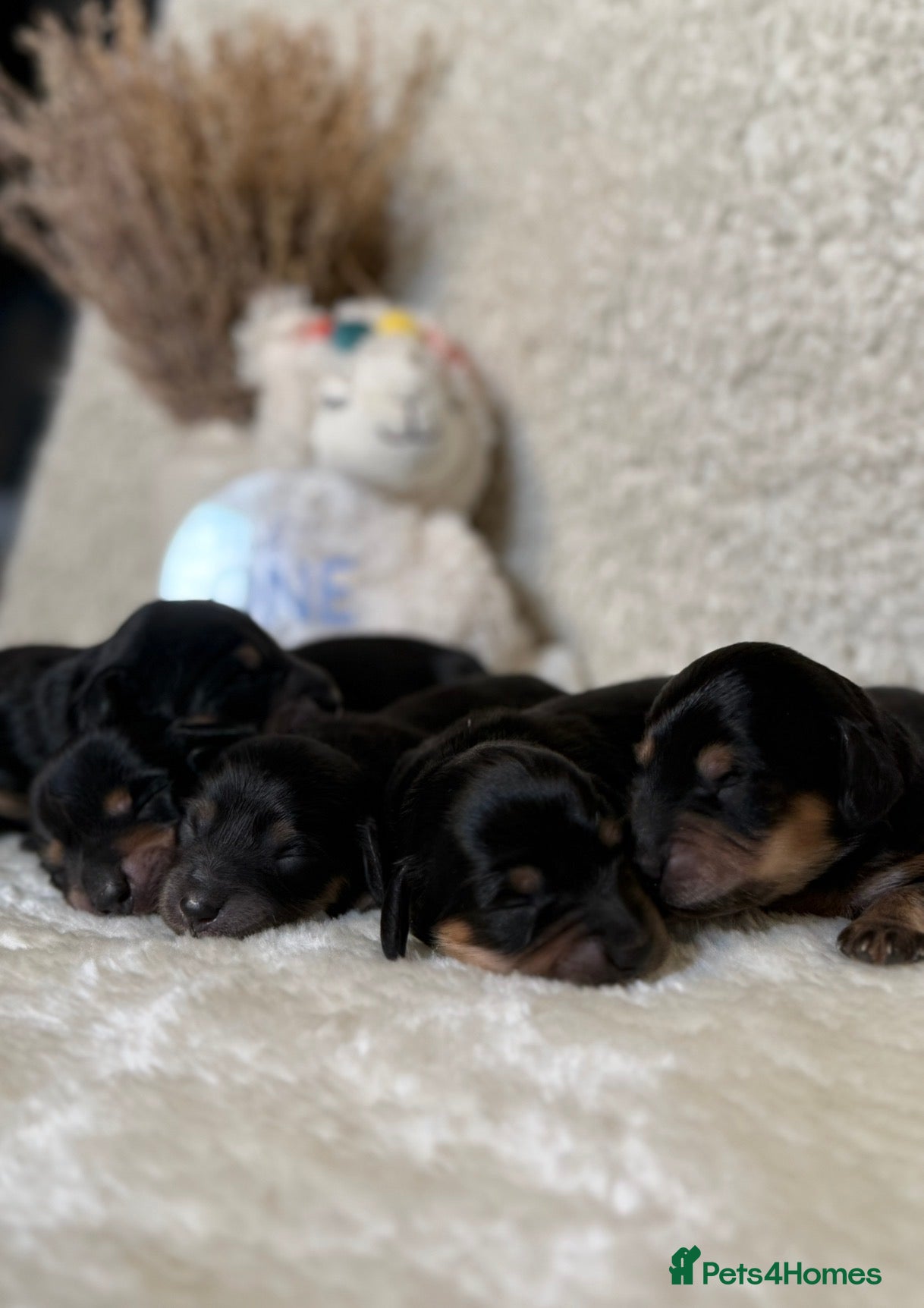 Miniature Dachshund dogs Miniature Dachshund Puppies🤎 - Advert 5