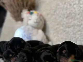 Miniature Dachshund dogs Miniature Dachshund Puppies🤎 - Advert 5