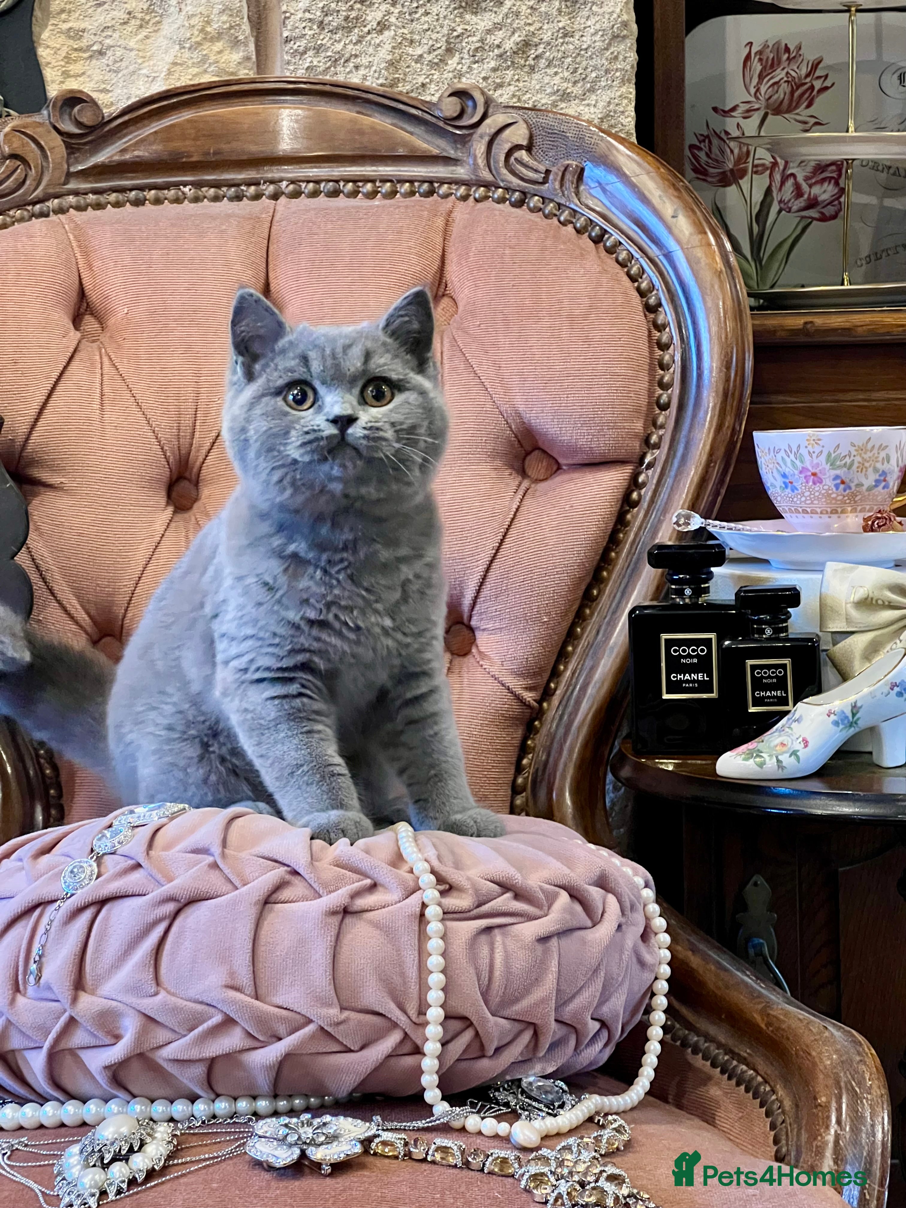 British Shorthair cats PUREBRED BSH KITTENS - Advert 4