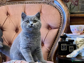 British Shorthair cats PUREBRED BSH KITTENS - Advert 4