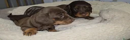 Miniature Dachshund dogs for sale: Chocolate/Tan Mini Dachshunds, Long Haired/Dapple - Advert 15