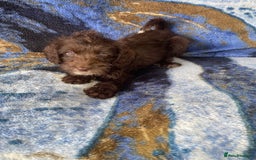 Labradoodle dogs for sale: miniature labradoodle puppies - Image 15