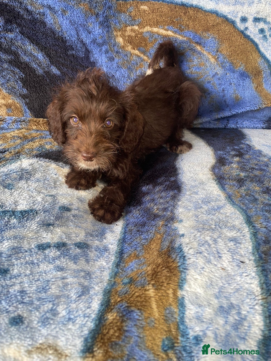Labradoodle dogs for sale: miniature labradoodle puppies - Image 15