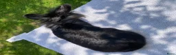 Mini Lion Lop rabbits for sale: Super tame mini lion lop  - Advert 5