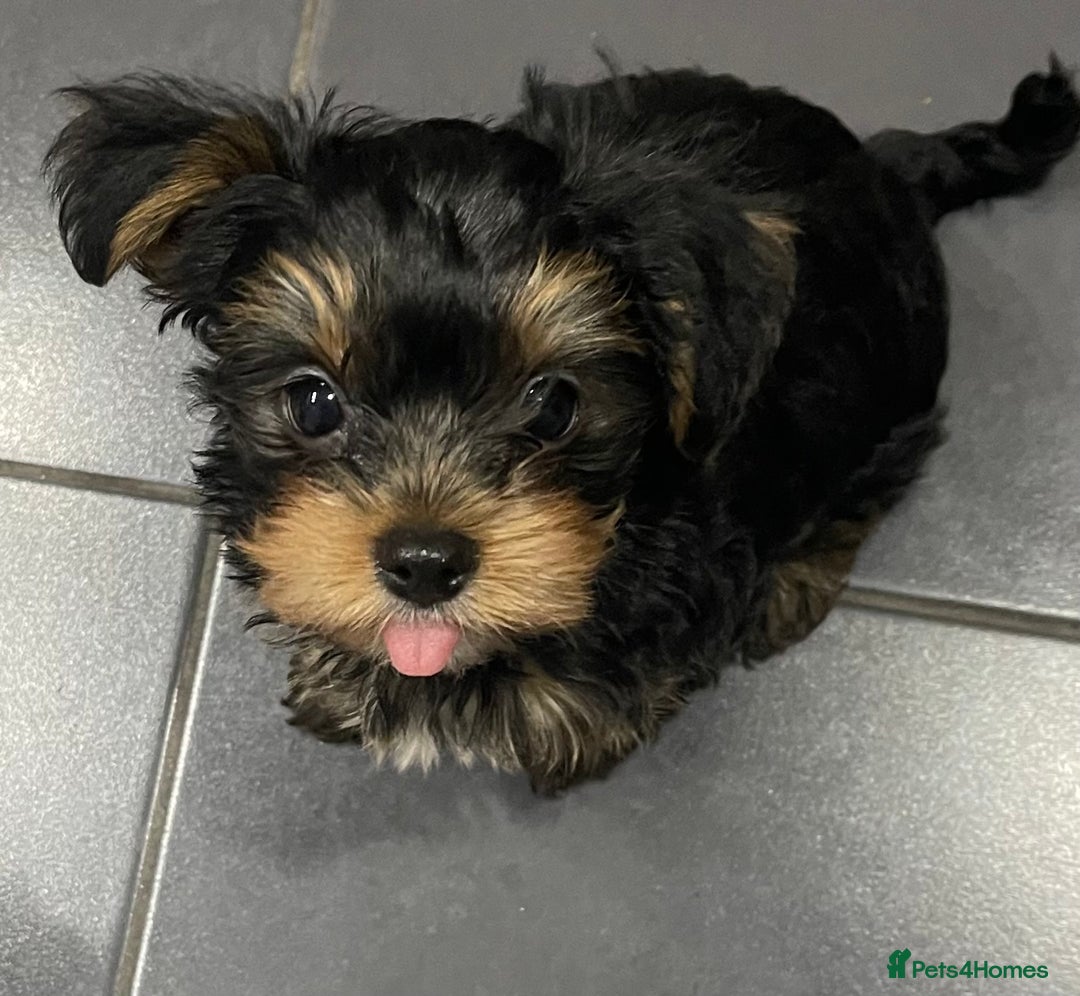 Yorkshire Terrier dogs for sale: Adorable Mini Yorkshire Terrier puppies - Advert 18