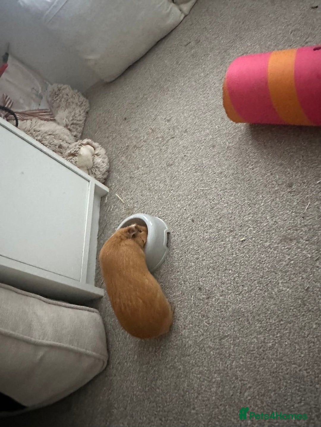 Guinea Pig rodents for sale: looking for a good home! - Image 7