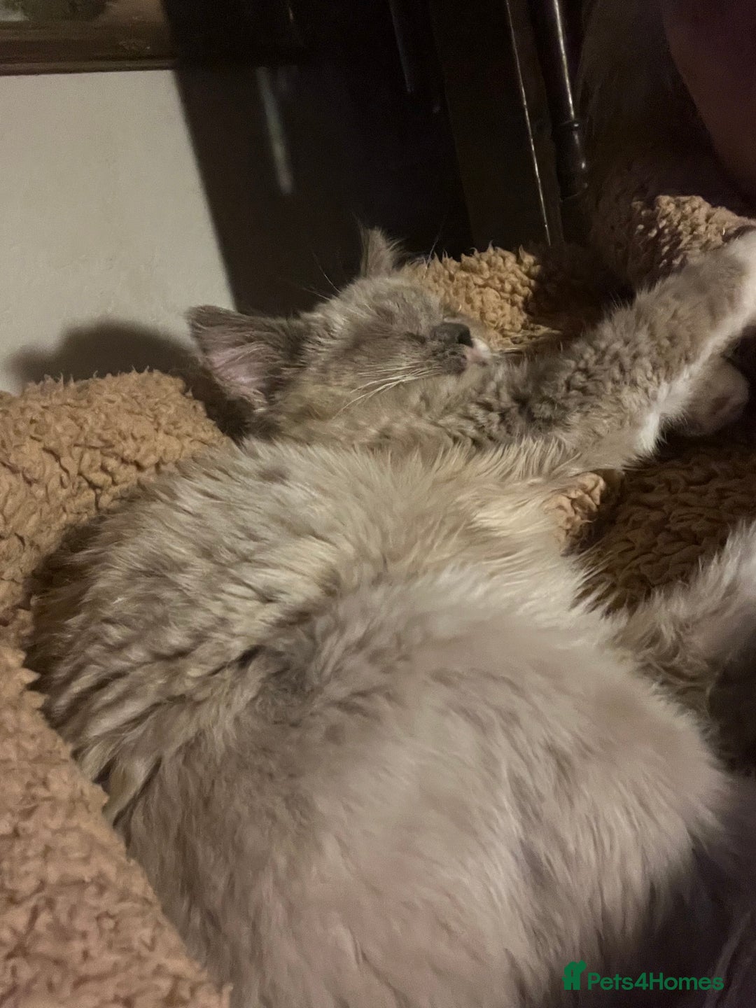 Ragdoll cats for sale: Gorgeous Tica ragdoll kittens ready now  - Advert 12