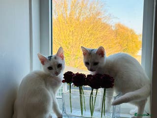 Asian cats for sale: White and asian - Advert 1