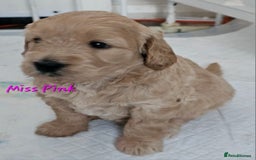 Goldendoodle dogs for sale: F1 Goldendoodle - Image 2