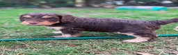 Cockapoo dogs for sale: 6 Beautiful Cockerpoos Puppies  - Advert 17