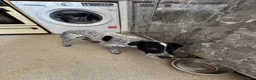 Mixed Breed dogs for sale: Turbo  in Plymouth - Advert 4