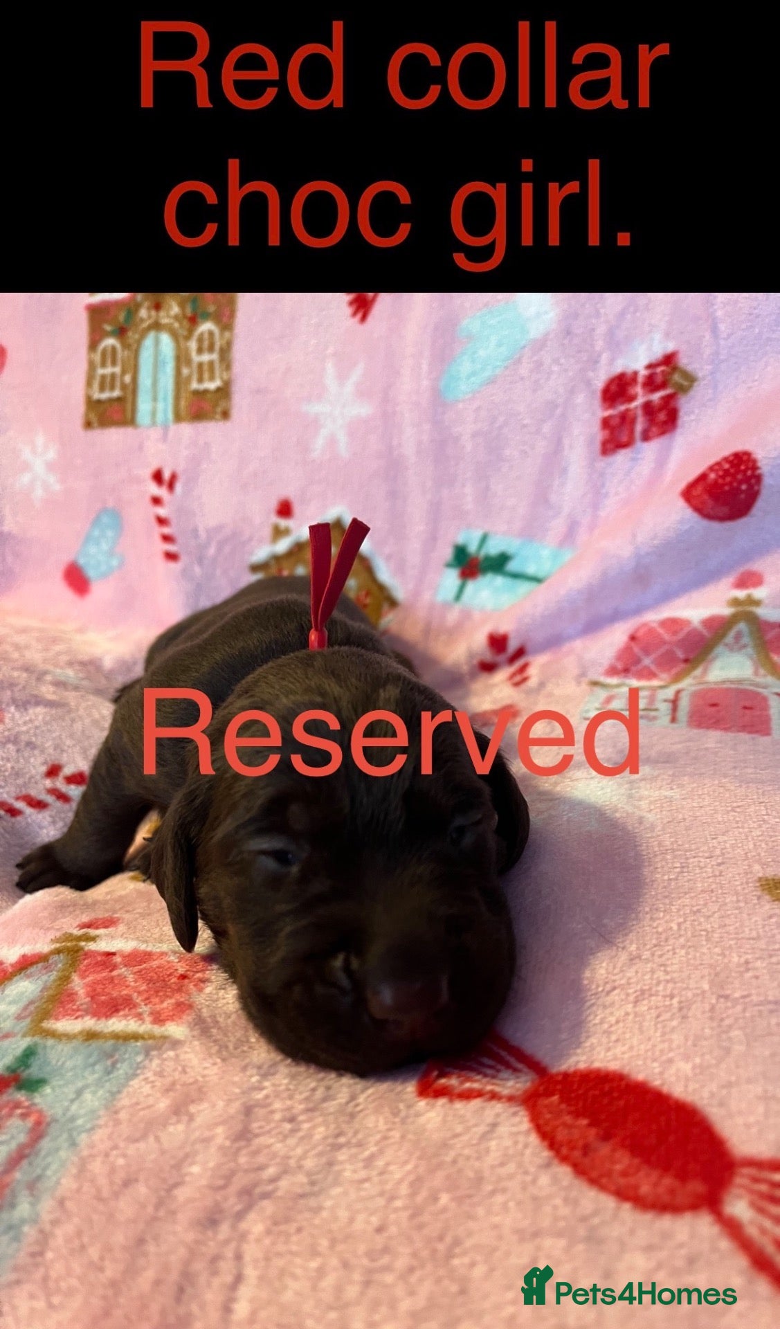 Labrador Retriever dogs for sale: Beautiful Labrador retrievers  - Advert 2