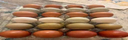 Chickens poultry for sale: Chicken Setup for Sale - Rainbow Egg Leyers - Advert 4