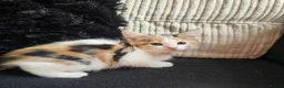 Mixed Breed cats for sale: Beautiful Kittens - Advert 33