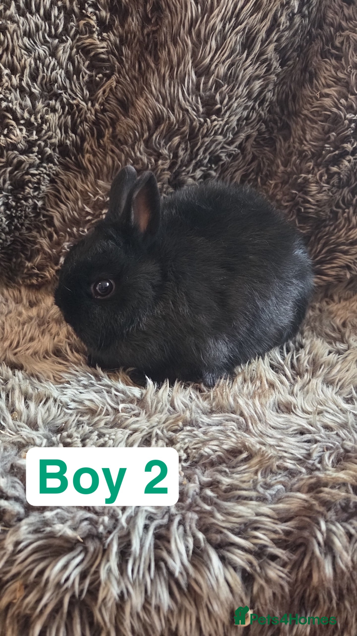 Netherland Dwarf rabbits Baby Netherland Dwarf *LAST ONE* - Advert 9