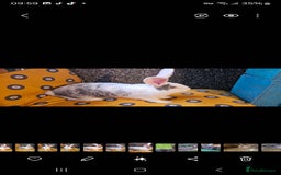 Continental Giant rabbits for sale: Merle colours  , rusian blue fur  - Image 29