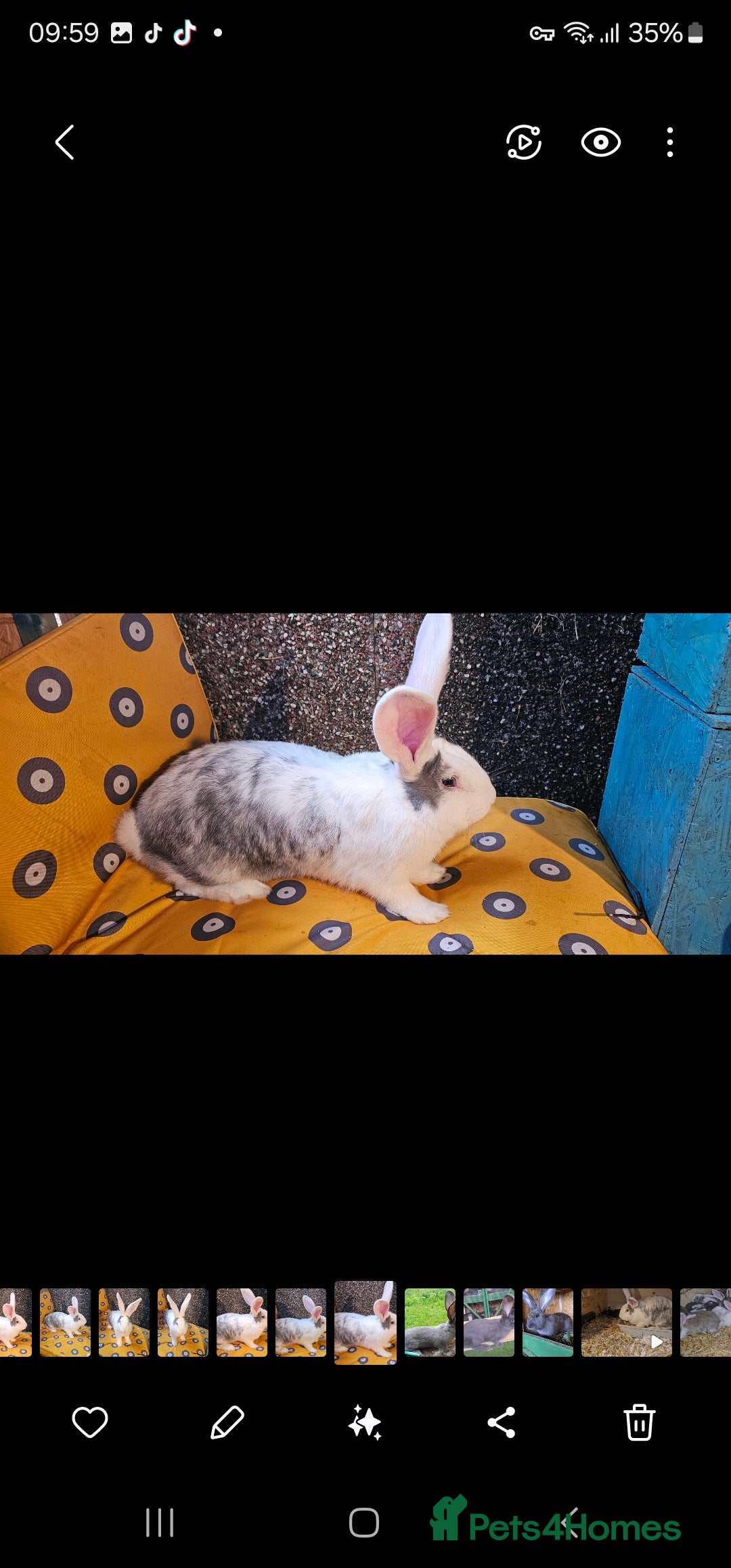 Continental Giant rabbits for sale: Merle colours  , rusian blue fur  - Image 29