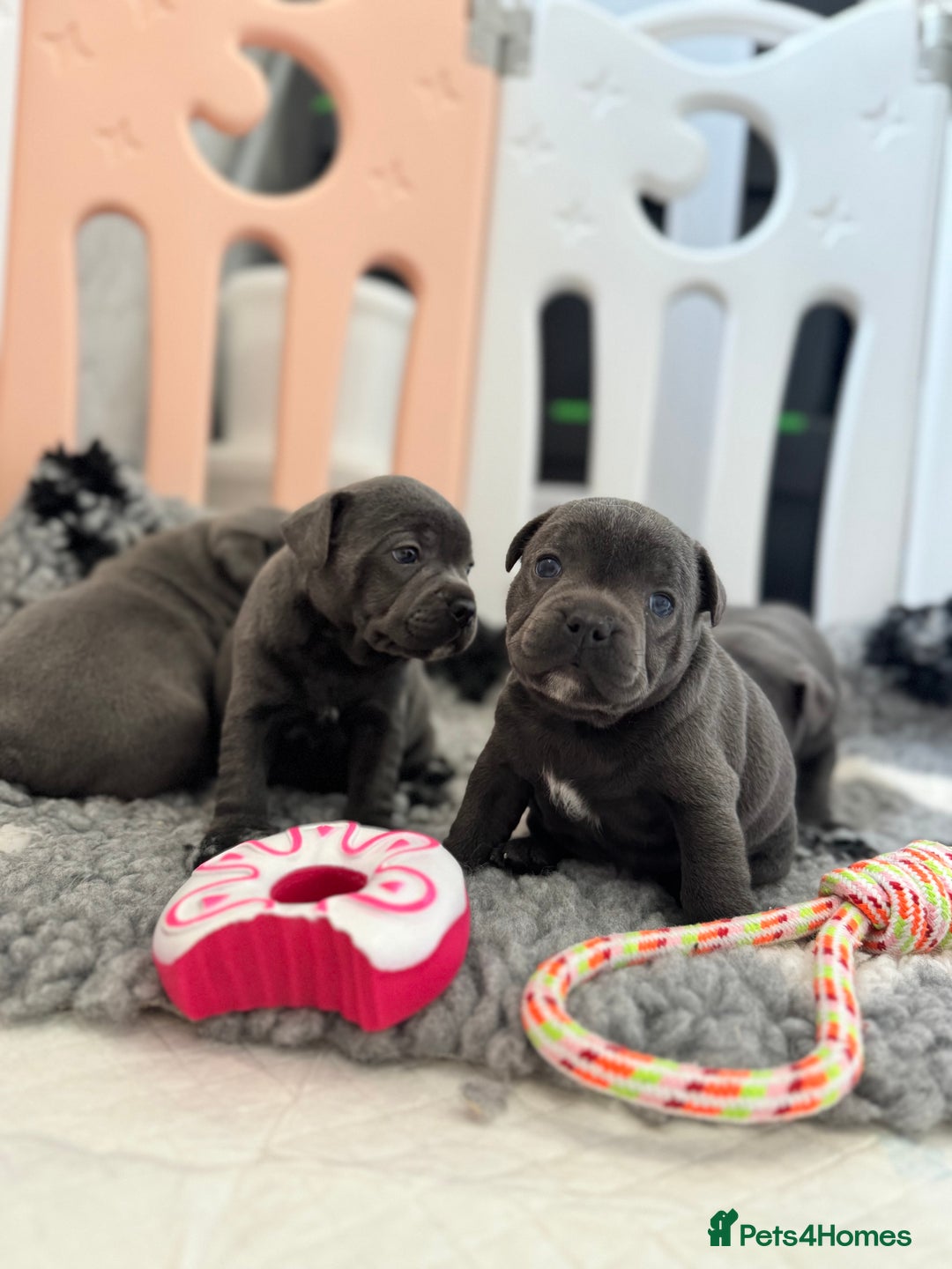 Staffordshire Bull Terrier dogs for sale: Black to blue health tested Staffords - Image 11