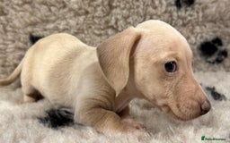 Miniature Dachshund dogs for sale: Miniature dachshund - Image 28