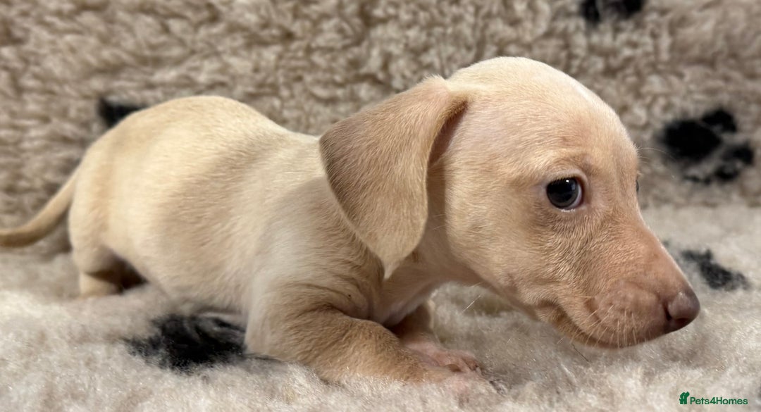 Miniature Dachshund dogs for sale: Miniature dachshund - Image 28