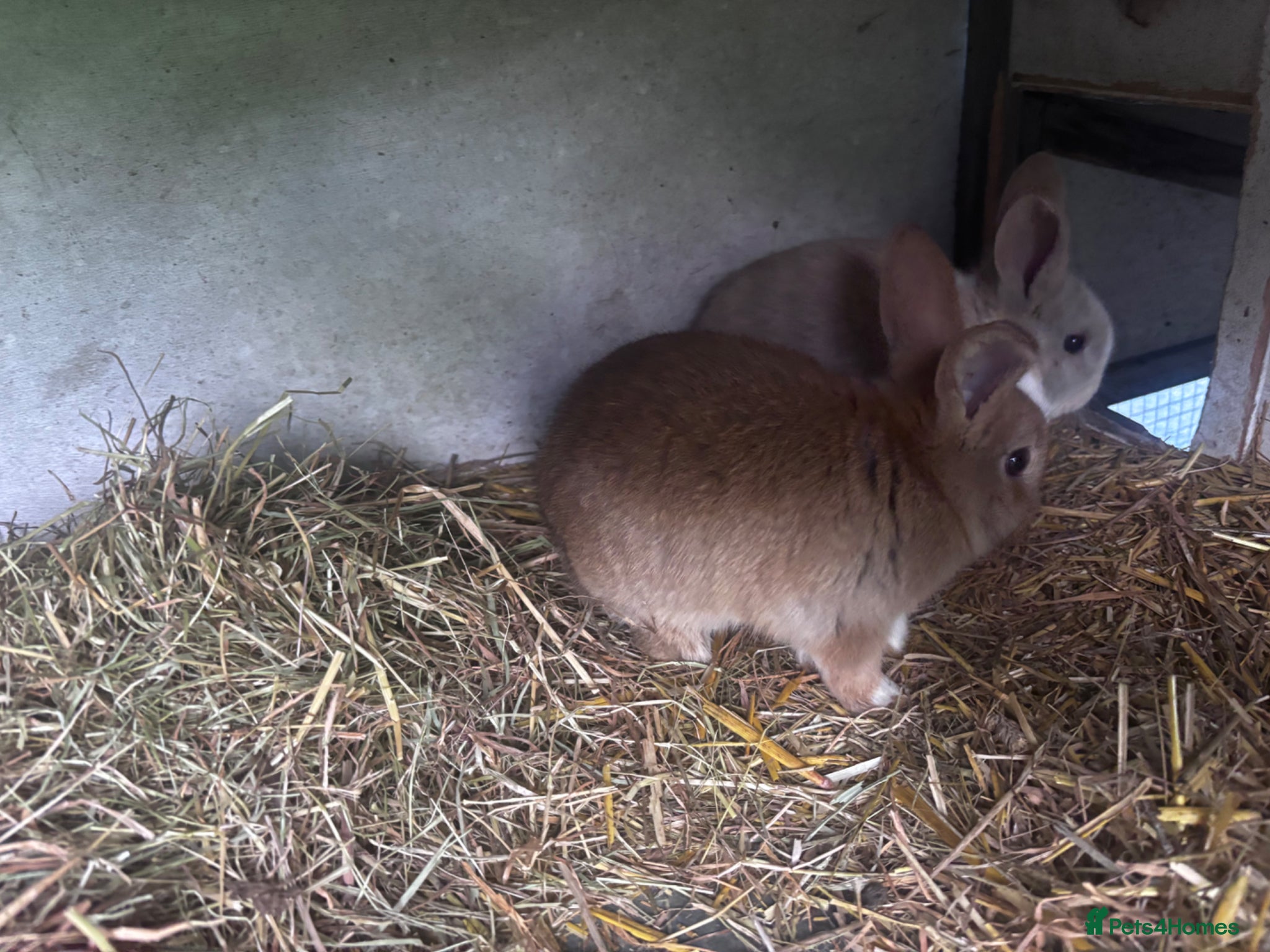 Mini Lion Lop rabbits 3 Beautiful Mini Lionhead Lops For Sale. £50 Each. - Advert 2