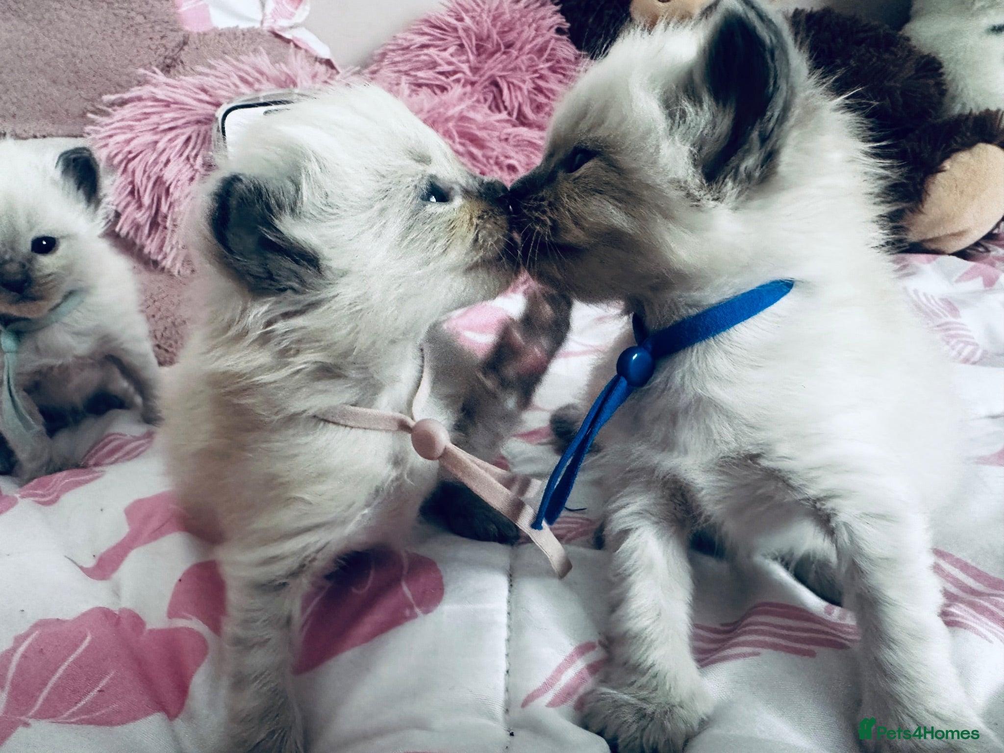 Ragdoll cats Beautiful Ragdoll kittens – 3 boys & 2 girls 🐾 - Advert 4