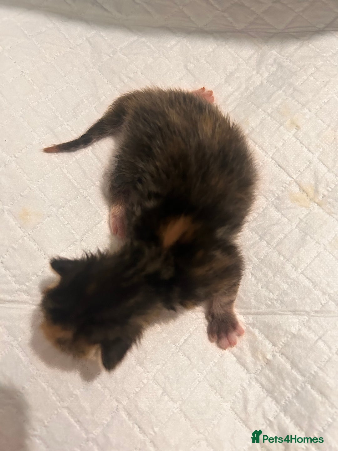 Mixed Breed cats for sale: Ragdoll x DSH Calico kittens - Image 9