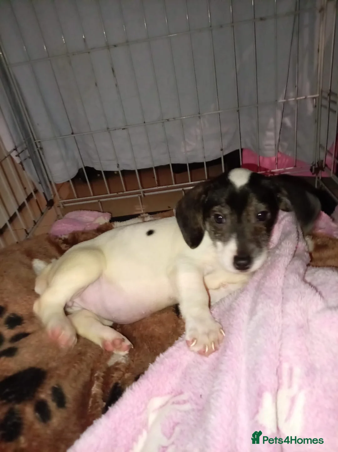Mixed Breed dogs for sale: Beagle X Jack Russell  puppys  - Advert 9