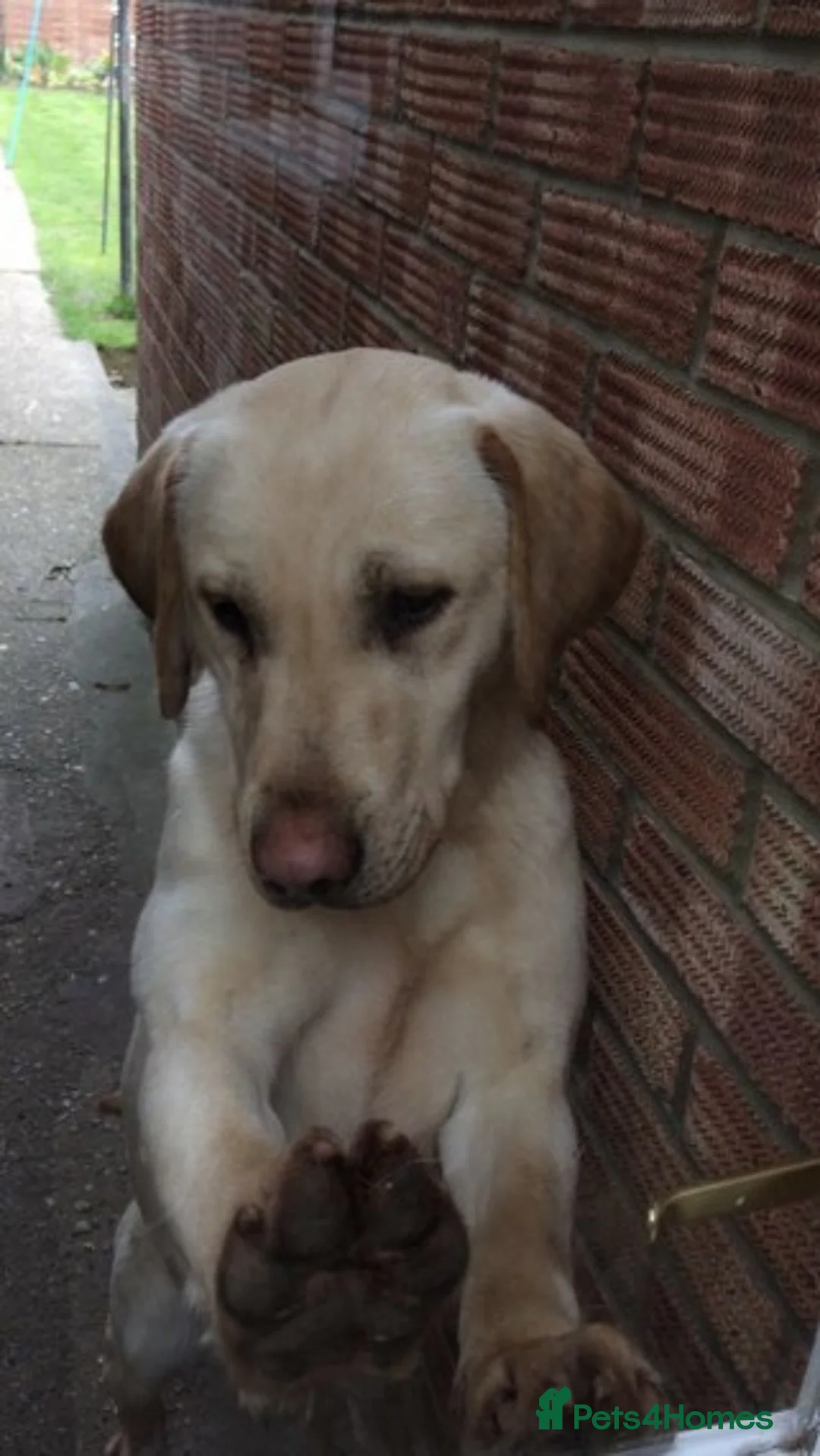 Labrador Retriever dogs for stud: At Stud - "Dirty Harry" in Chelmsford - Advert 8