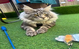 Maine Coon cats for sale: Gorgeous maine coon kittens - Image 12