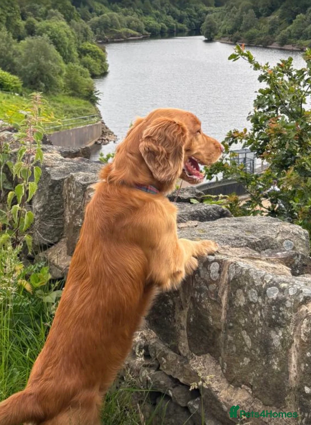 Cocker Spaniel dogs for stud: godfry in Sheffield - Advert 1