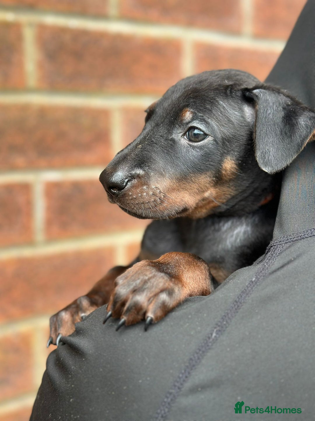 Mixed Breed dogs for sale: Chinese Red Dogs - Image 29