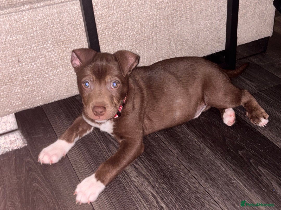 Mixed Breed dogs for sale: 1 male pup . American bulldog x husky  - Advert 1