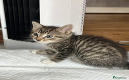 Mixed Breed cats for sale: 3 beautiful 1/4 bengal 1/4 flame nose kittens - Image 2