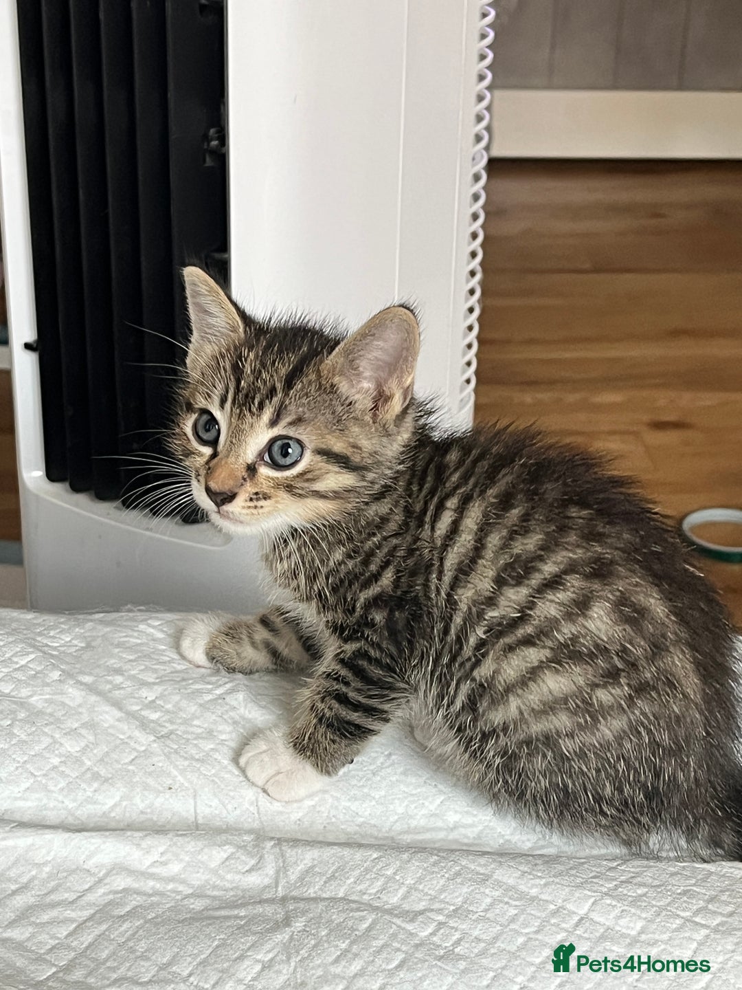 Mixed Breed cats for sale: 3 beautiful 1/4 bengal 1/4 flame nose kittens - Image 2