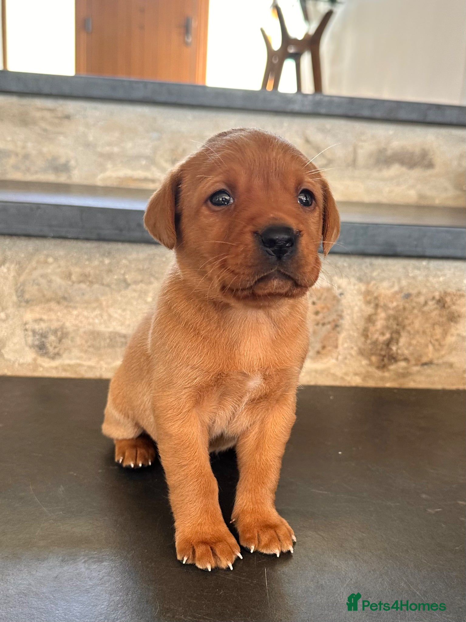 Labrador Retriever dogs Stunning fox red labrador puppies for sale - Advert 1