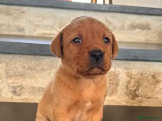 Labrador Retriever dogs Stunning fox red labrador puppies for sale - Advert 1