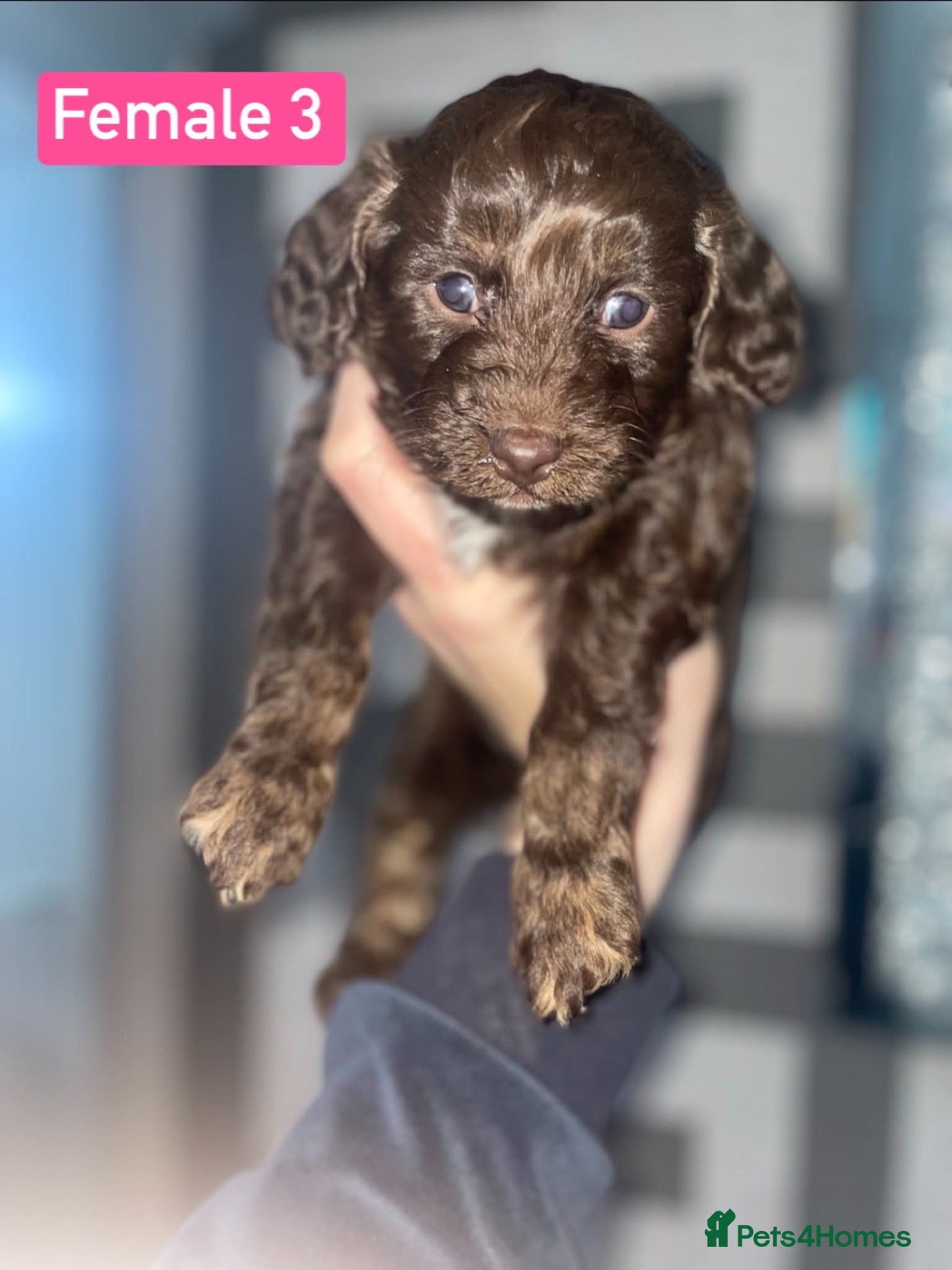 Cockapoo dogs F1B Cockapoo Puppies  - Advert 1