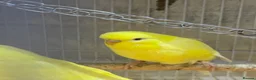 Budgerigars birds for sale: 4 birds with cave  in Stockport - Advert 3