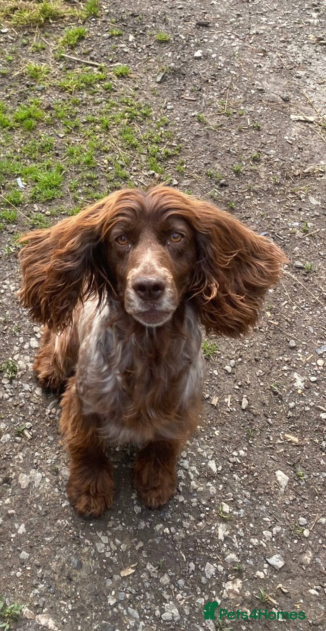 Cocker Spaniel dogs for sale: Cocker spaniel for sale  - Image 5