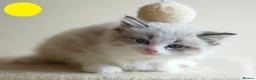Mixed Breed cats for sale: 3 Siamese and Ragdoll mixed kittens - Advert 3
