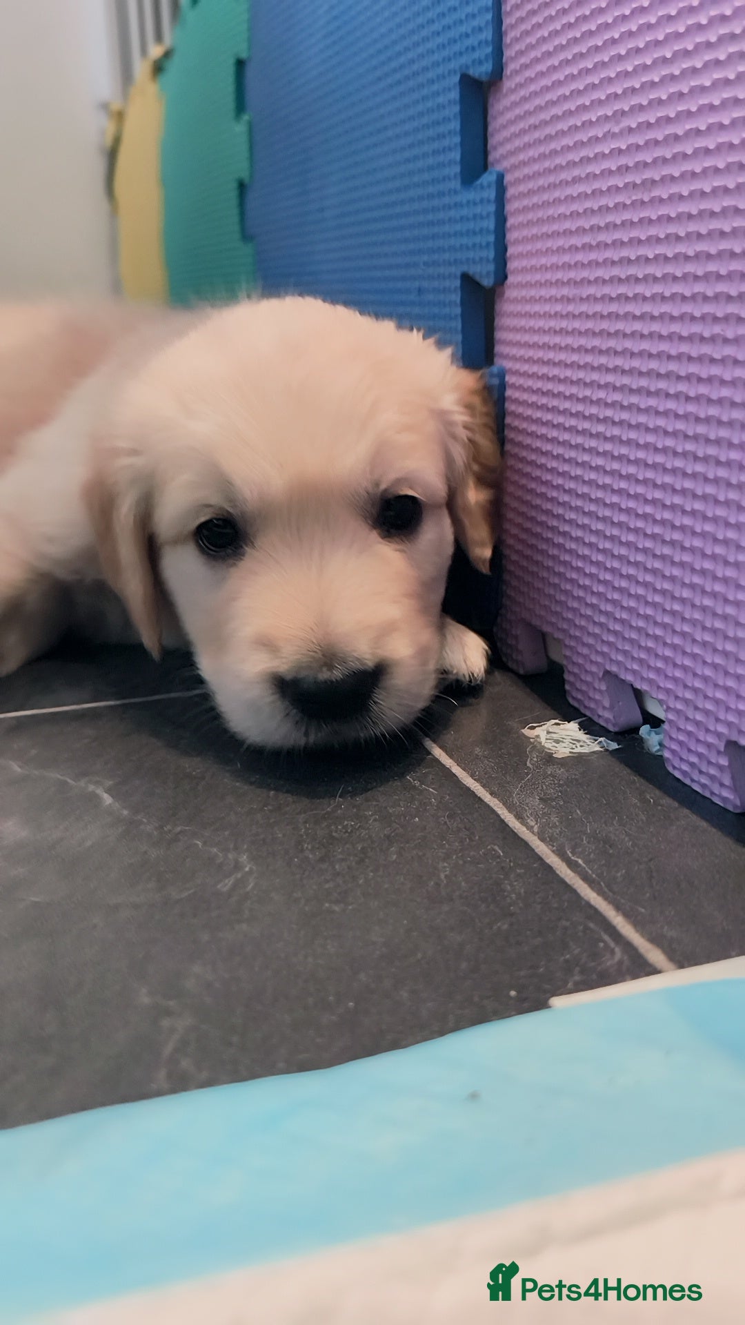 Golden Retriever dogs ✨🐾 Beautiful Golden Retriever Puppies🐾✨ - Advert 2