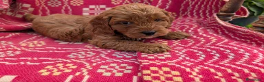 Cockapoo 2 💚 Green Collar 