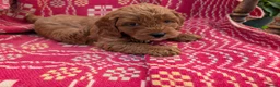 Cockapoo dogs for sale: ♥️ Gorgeous Deep Red F1b Miniature Cockapoo pups♥️ - Advert 17