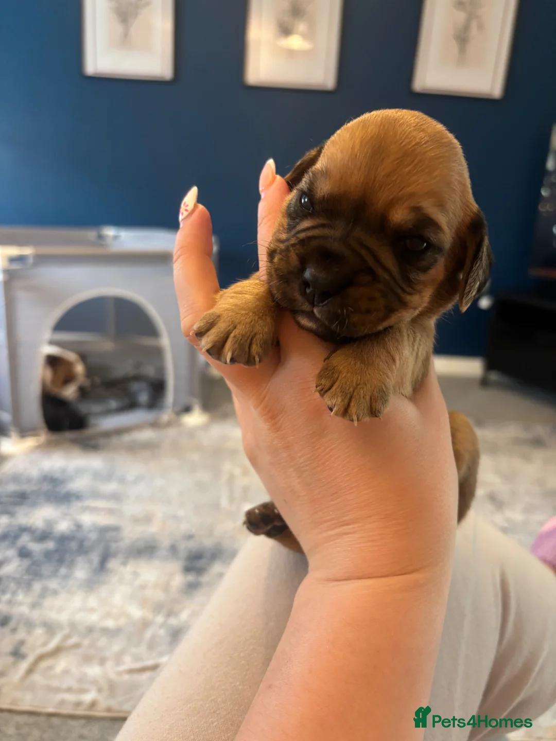Mixed Breed dogs for sale: Cockerbull puppies born 16th March  - Advert 2