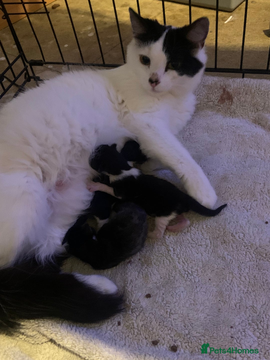 Mixed Breed cats for sale: Cat and kittens  - Image 13